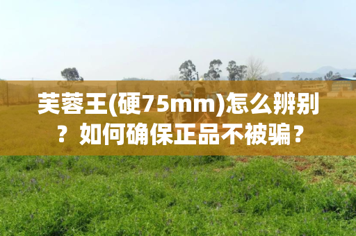 芙蓉王(硬75mm)怎么辨别？如何确保正品不被骗？